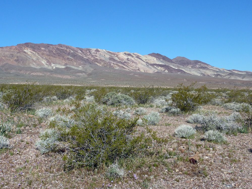 vallée de la mort  (17).JPG